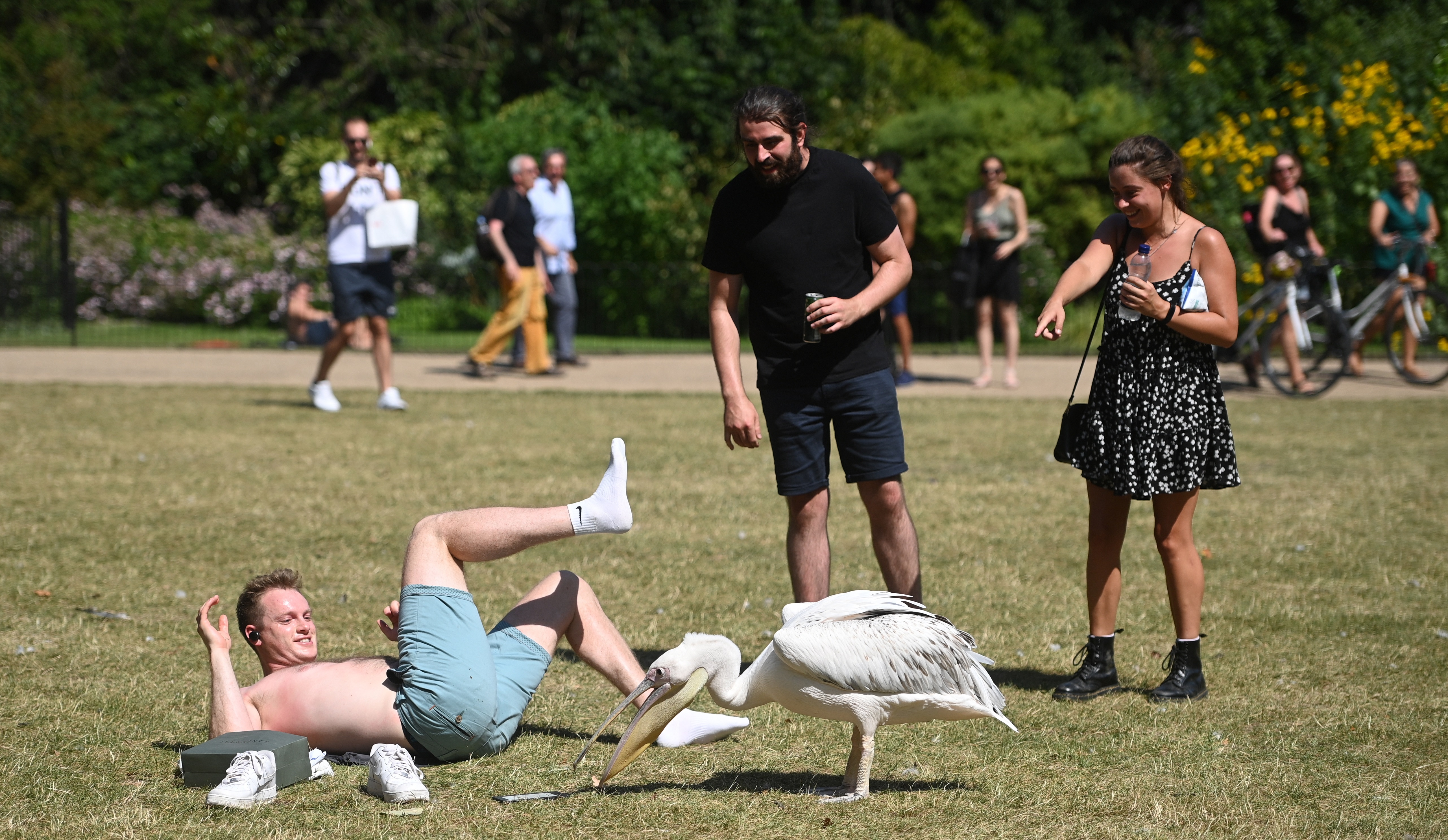 A pelican surprises a sun seeker as he tries to steal his tablet during the hot weather spell in St James' park in London, Britain. EFE/EPA/FACUNDO ARRIZABALAGA