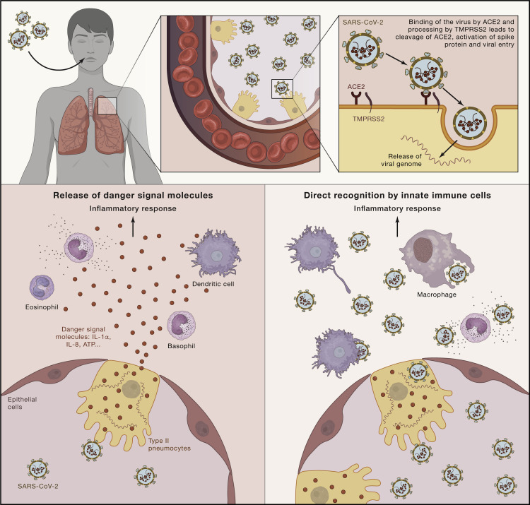Descripción de las interacciones huésped-patógeno entre el SARS-CoV y el sistema inmunitario del huésped.