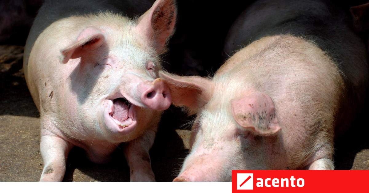 Gobierno ha pagado RD$ 190 millones a productores de cerdo afectados por la peste - Vimarsana News