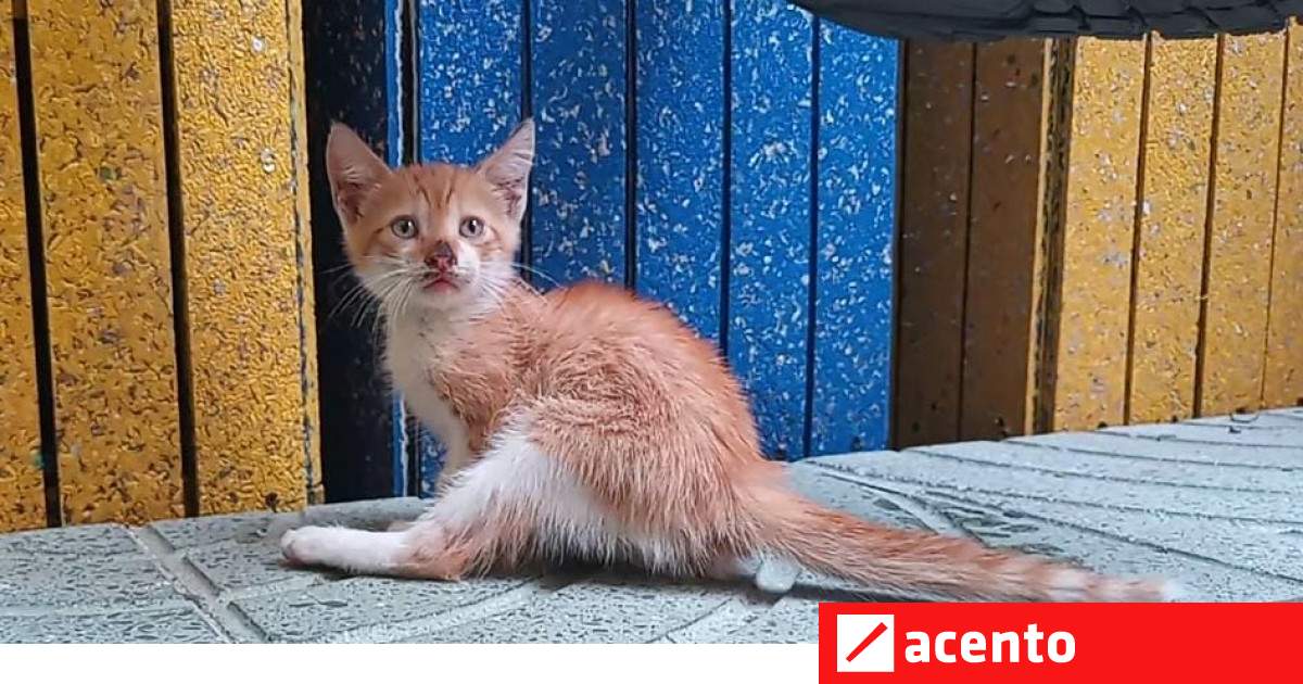 ¿Gato encerrado, gato asustado o gato libre en audiencia de Jean Alain? - Vimarsana News