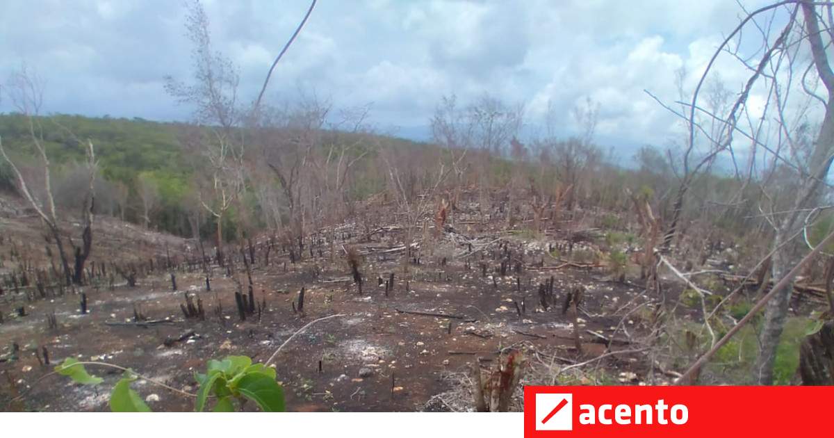 Denuncian tala de bosques en Juancho - Vimarsana News