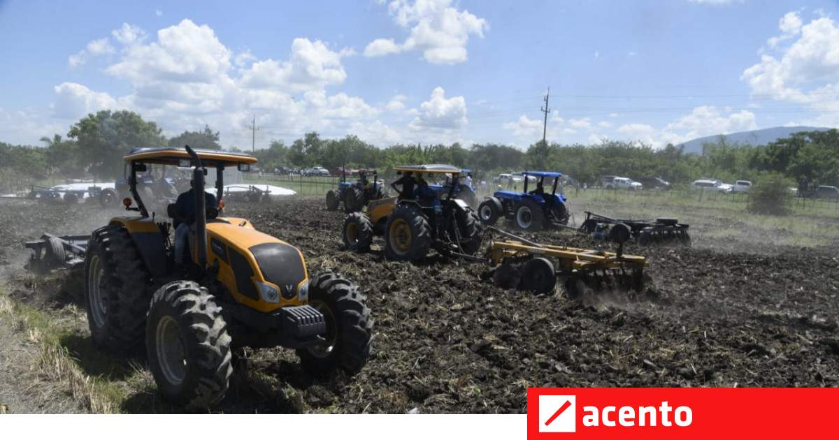 Agricultura prepara 190 mil tareas de tierra para siembra masiva de habichuela - Vimarsana News